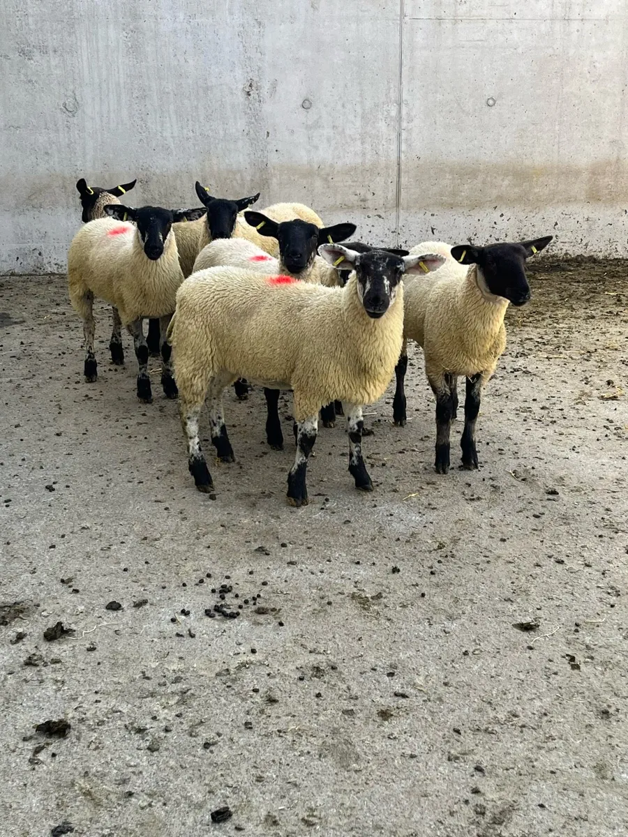 7 Suffolk Mule Ewe Lambs - Image 2