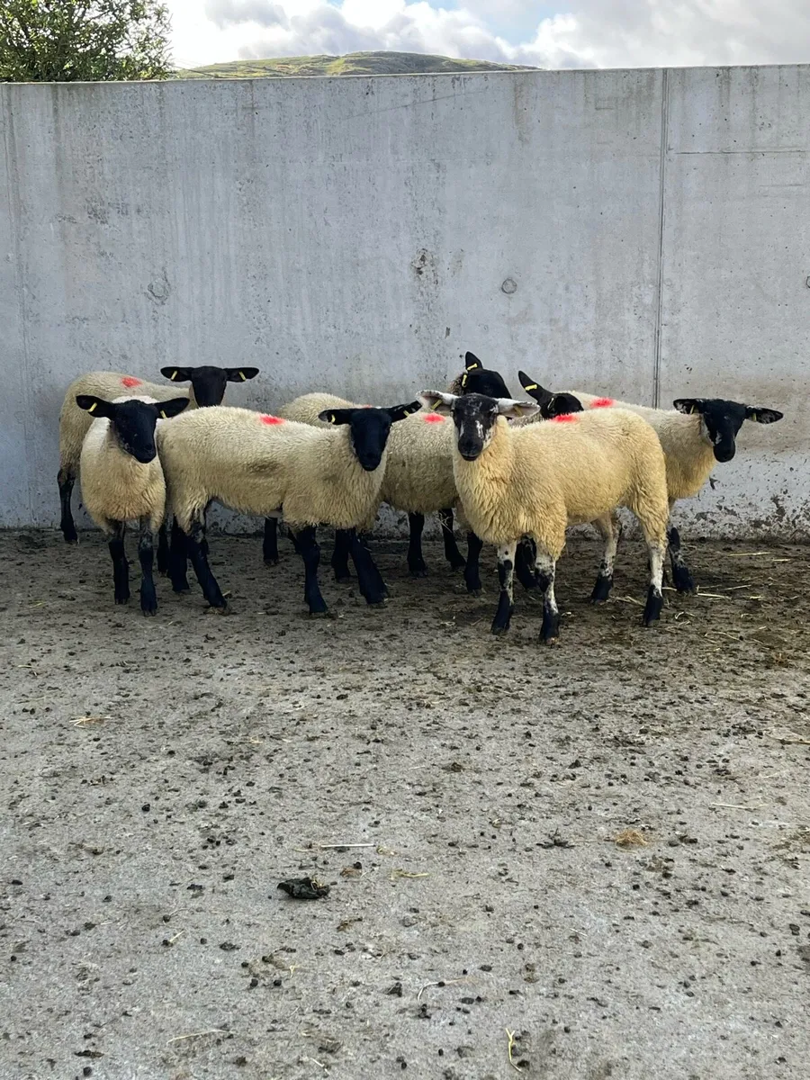 7 Suffolk Mule Ewe Lambs - Image 3