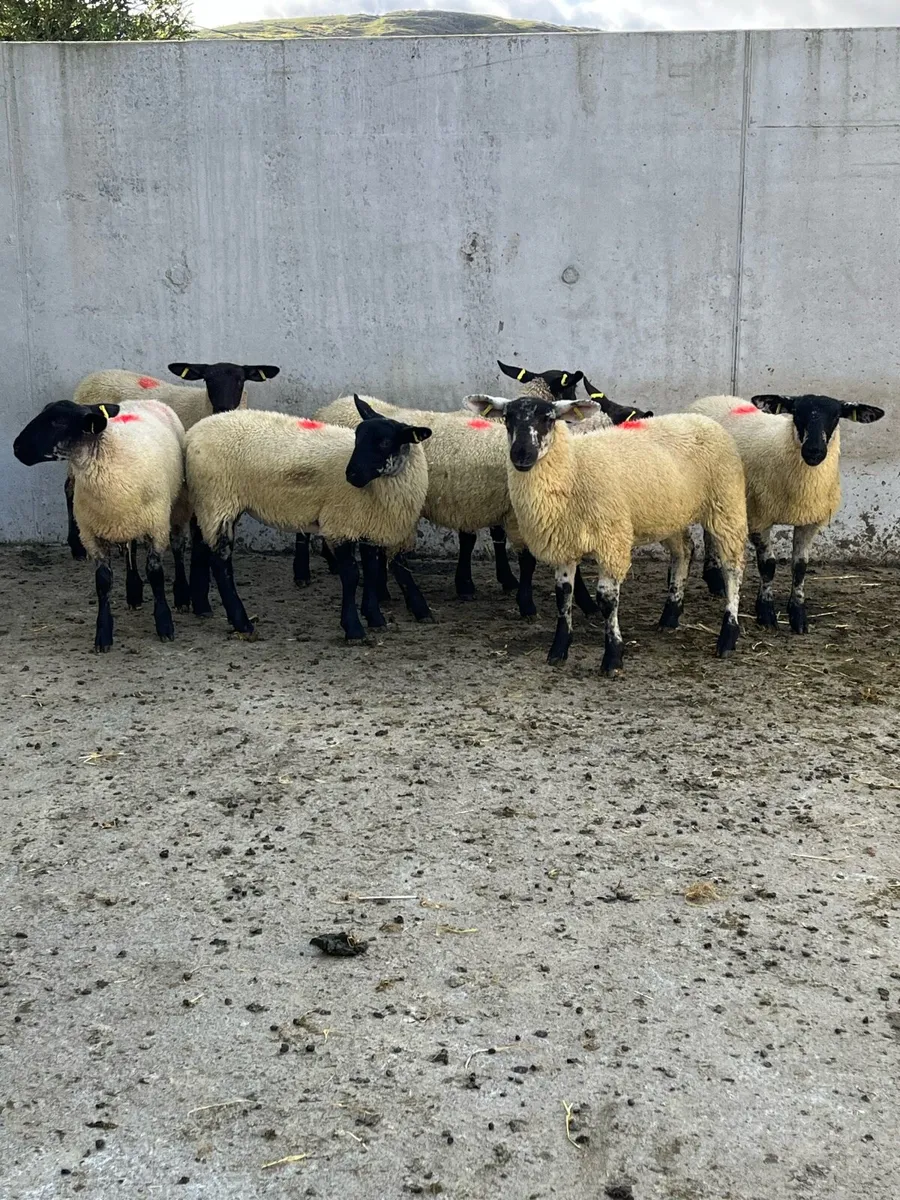 7 Suffolk Mule Ewe Lambs - Image 4