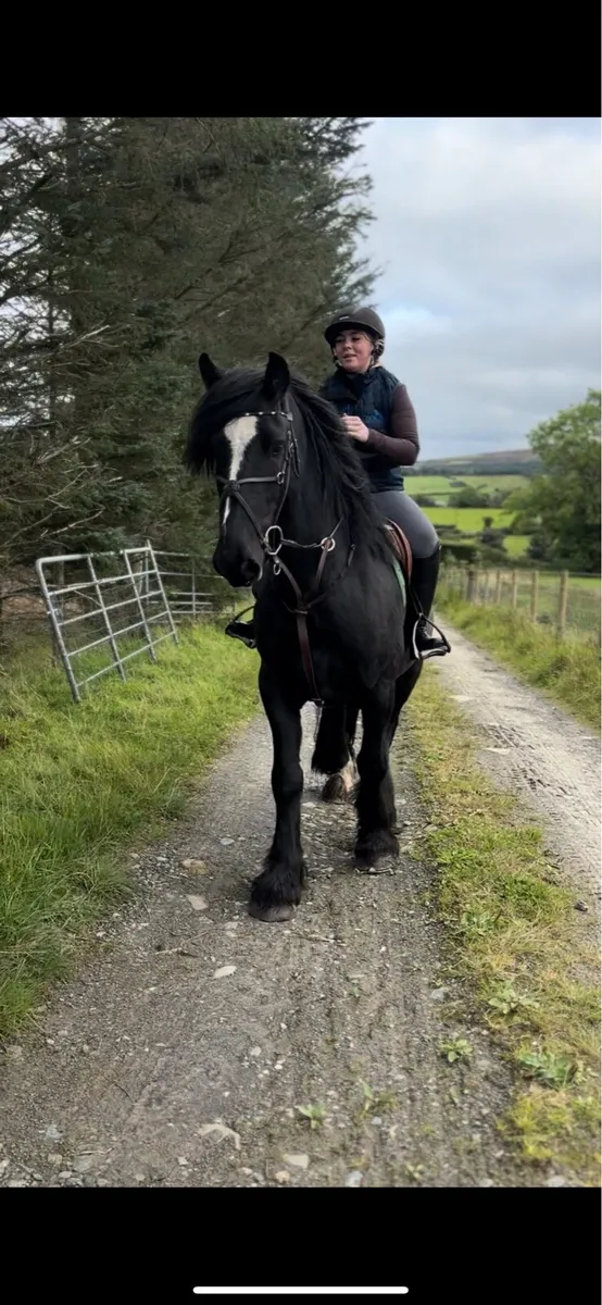 16hh black cob - Image 4