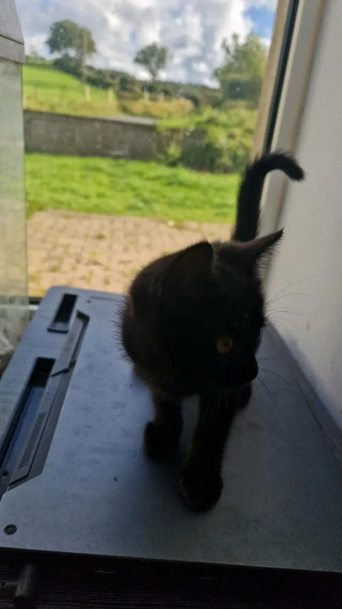Kitten - Image 2