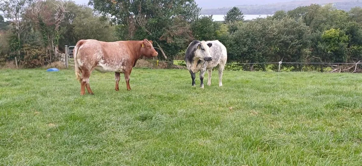 ⭐️⭐️Kenmare Suckler Sale Friday 12th @ 5pm⭐️⭐️ - Image 3