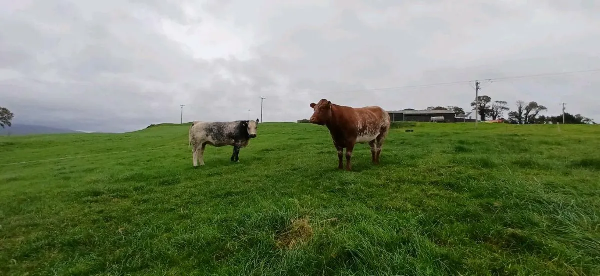 ⭐️⭐️Kenmare Suckler Sale Friday 12th @ 5pm⭐️⭐️ - Image 4