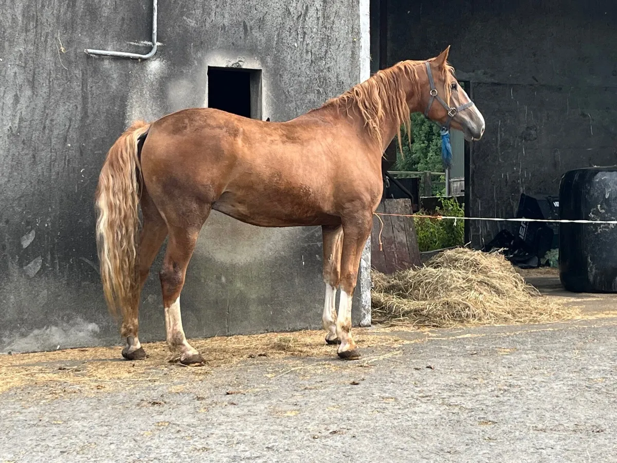 Horse - Image 2