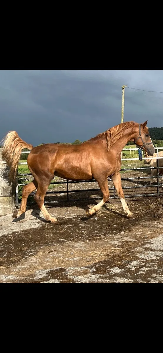 Horse - Image 1