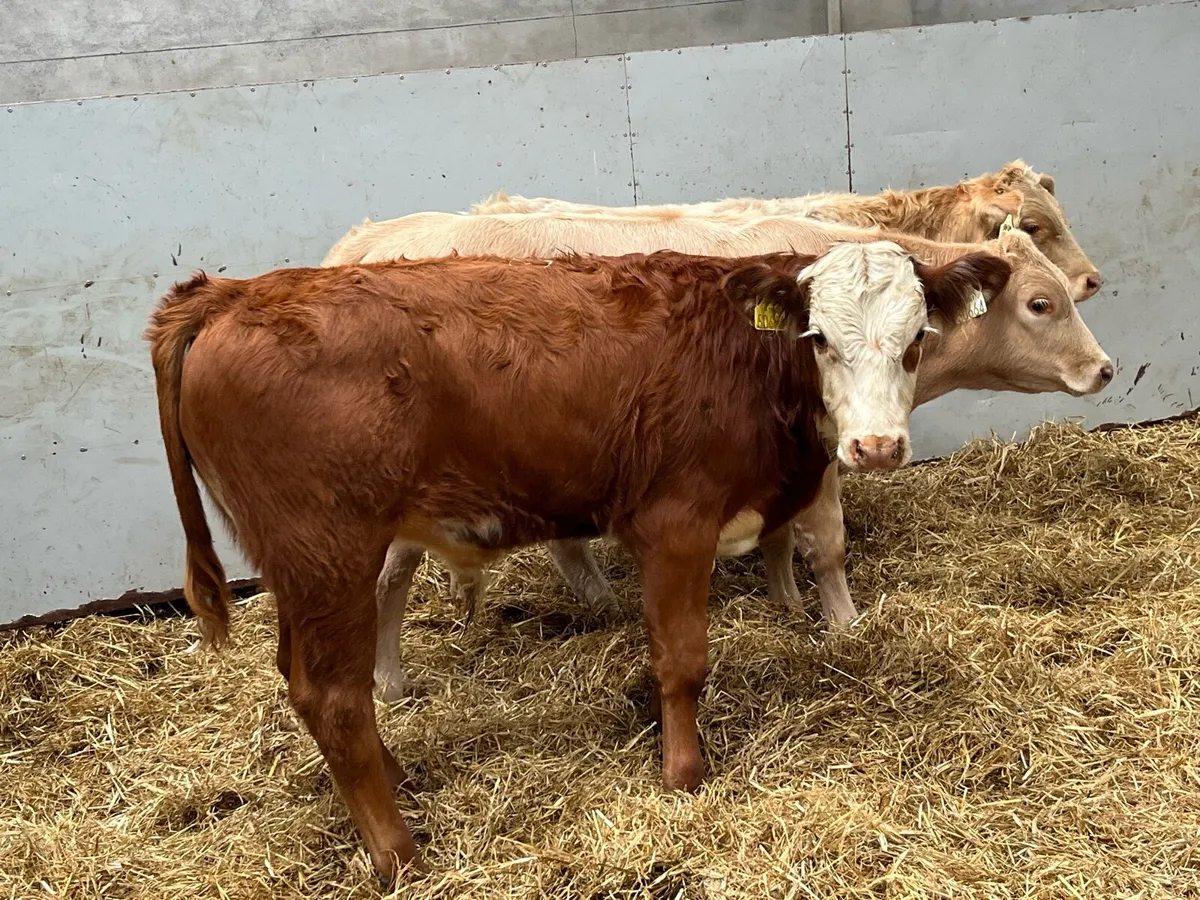 Super 280Kg CH & LIM Bull Weanlings - Image 3