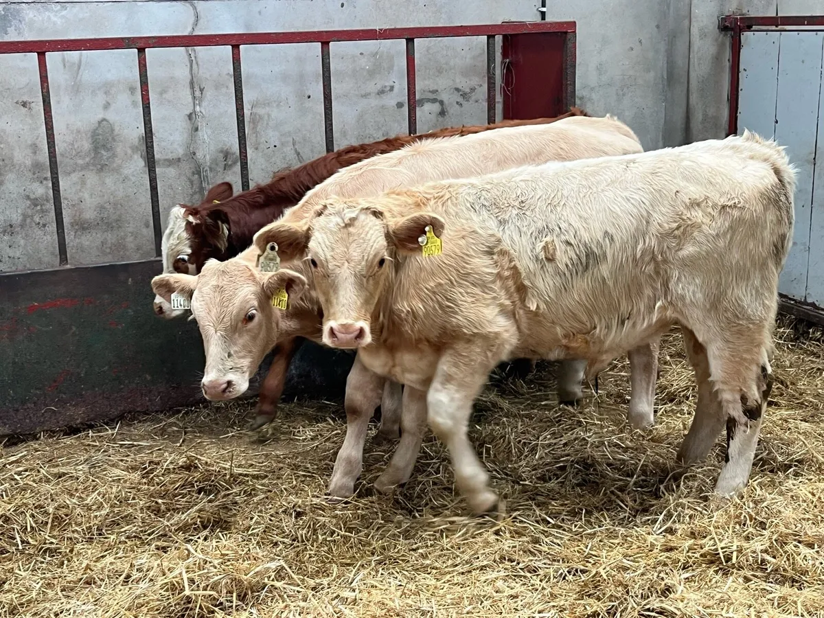 Super 280Kg CH & LIM Bull Weanlings - Image 4