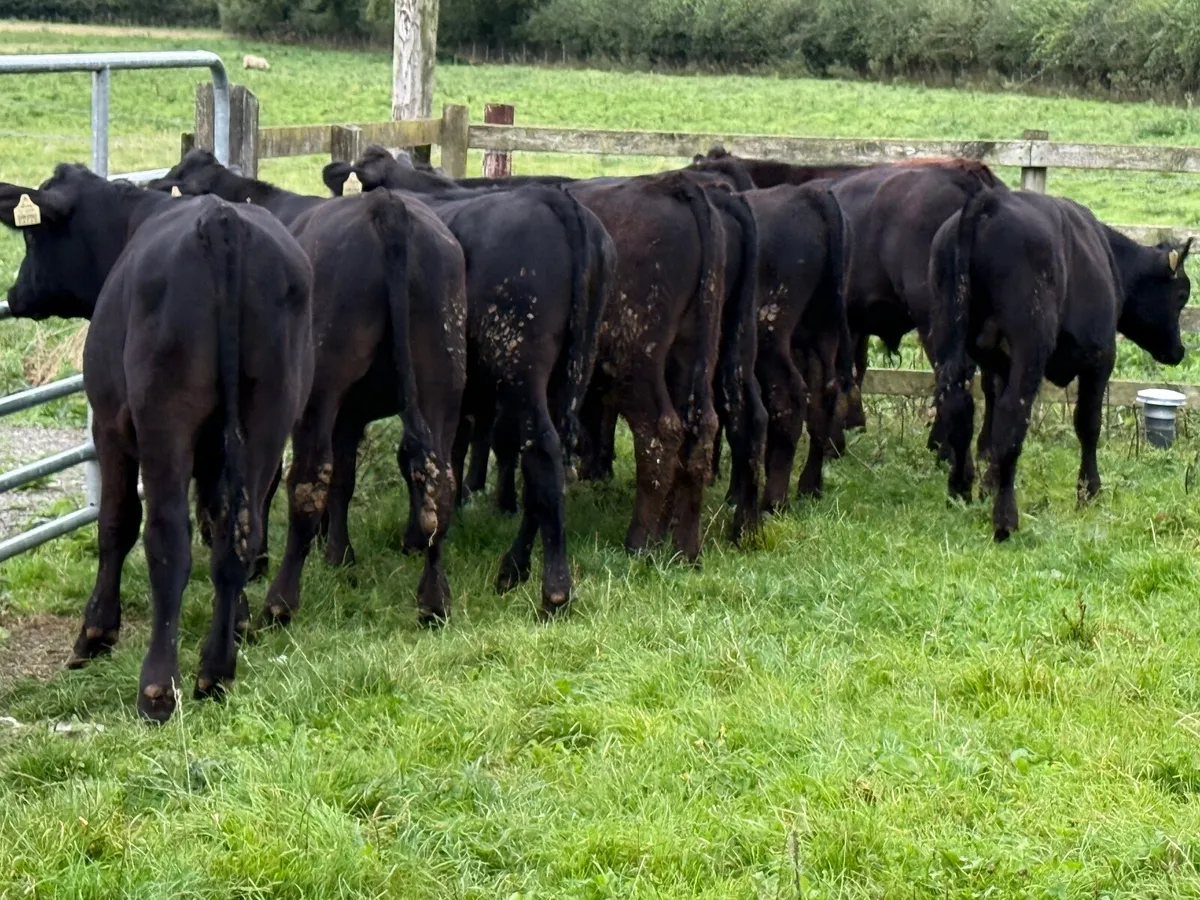 11 Top Quality Angus Bull Weanlings (230kgs) - Image 2