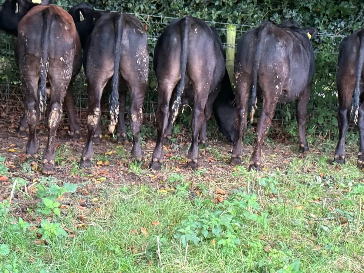 11 Top Quality Angus Bull Weanlings (230kgs) - Image 3