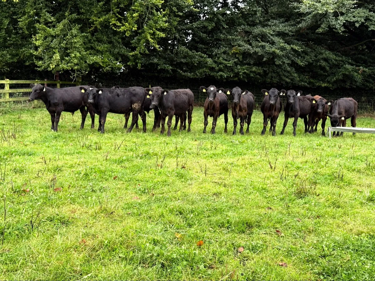 11 Top Quality Angus Bull Weanlings (230kgs) - Image 1