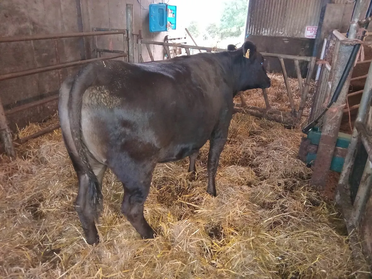 heifer - Image 1