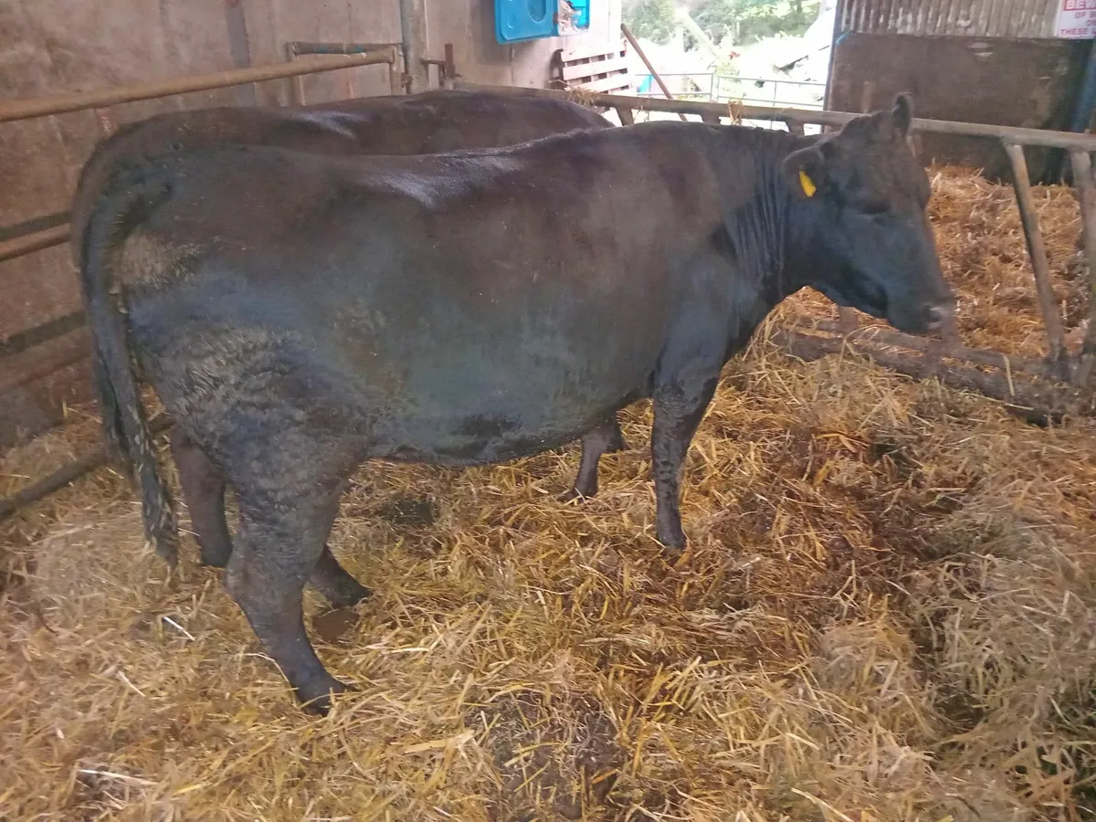 heifer - Image 2