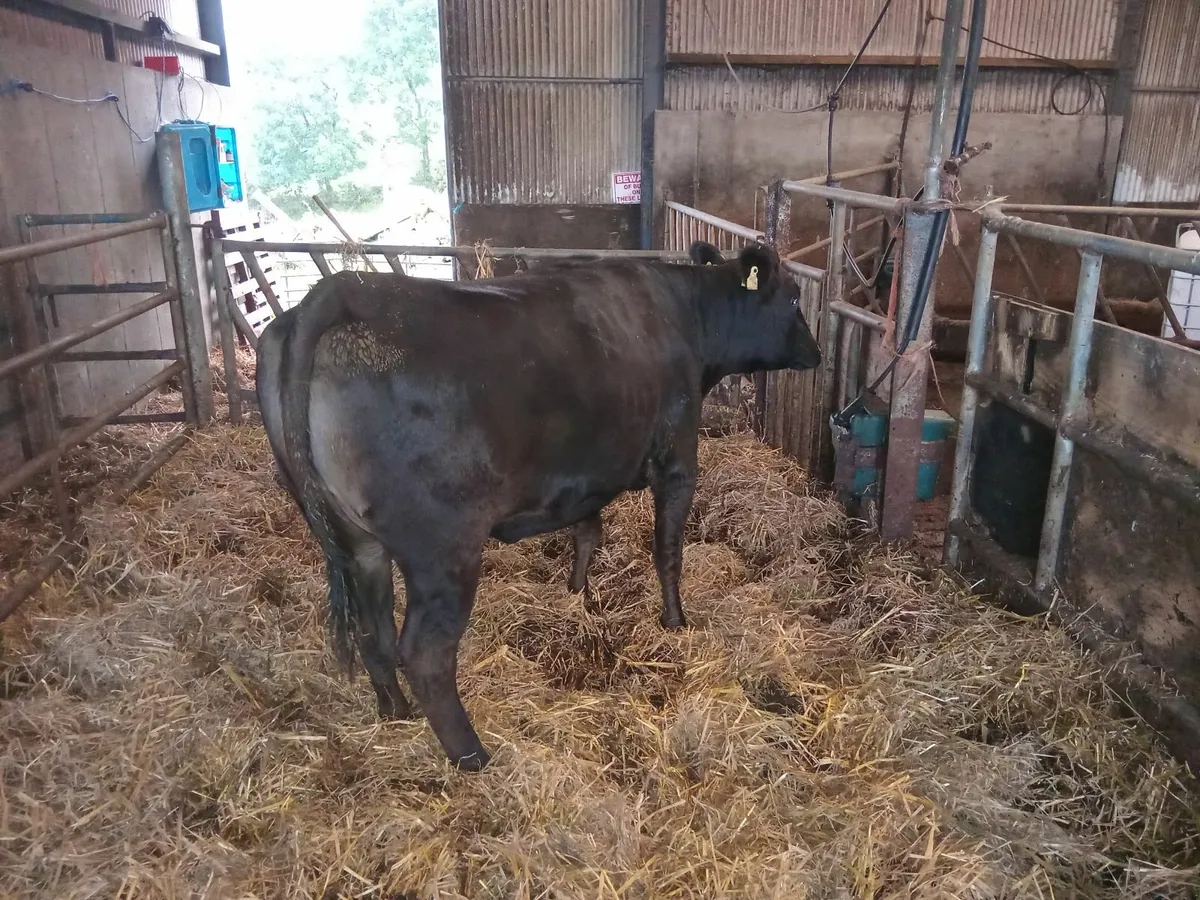 heifer - Image 3