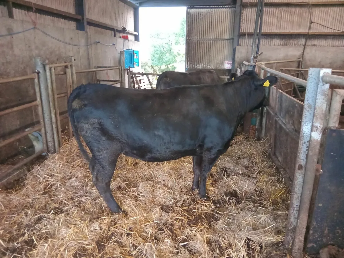 heifer - Image 4