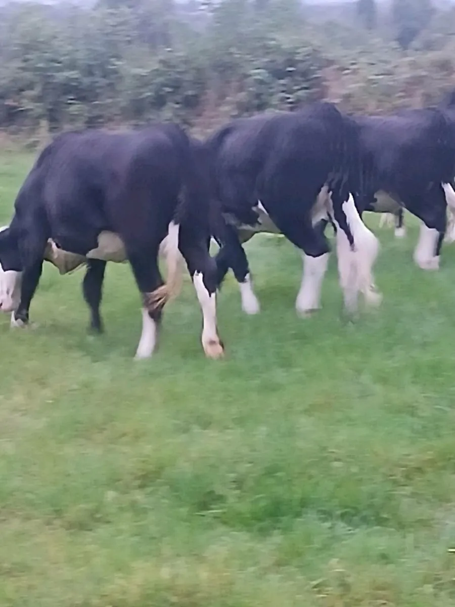 Cattle - Image 1