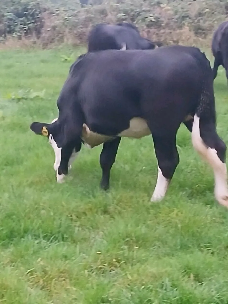 Cattle - Image 2