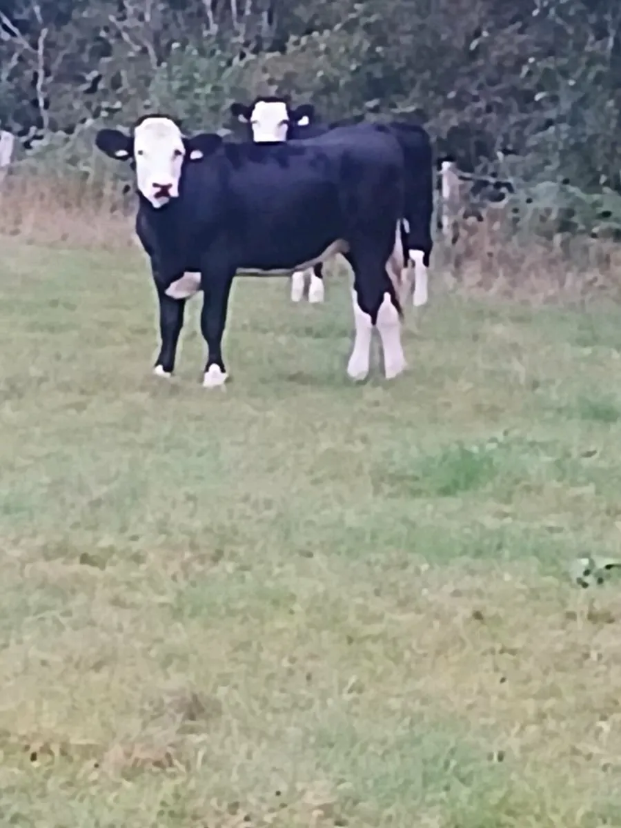 Cattle - Image 3