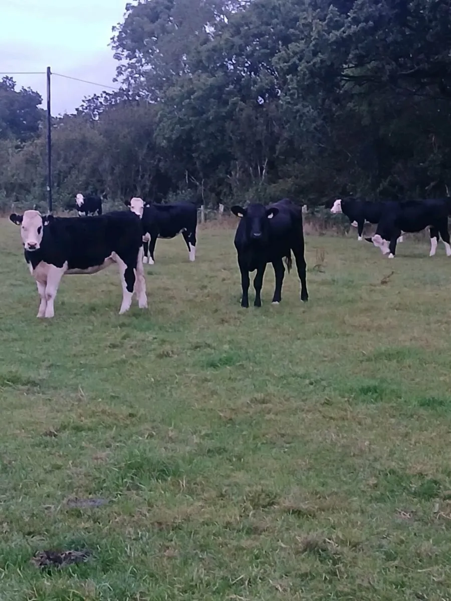 Cattle - Image 4