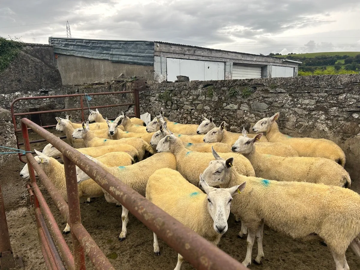 Chev mules - Image 1