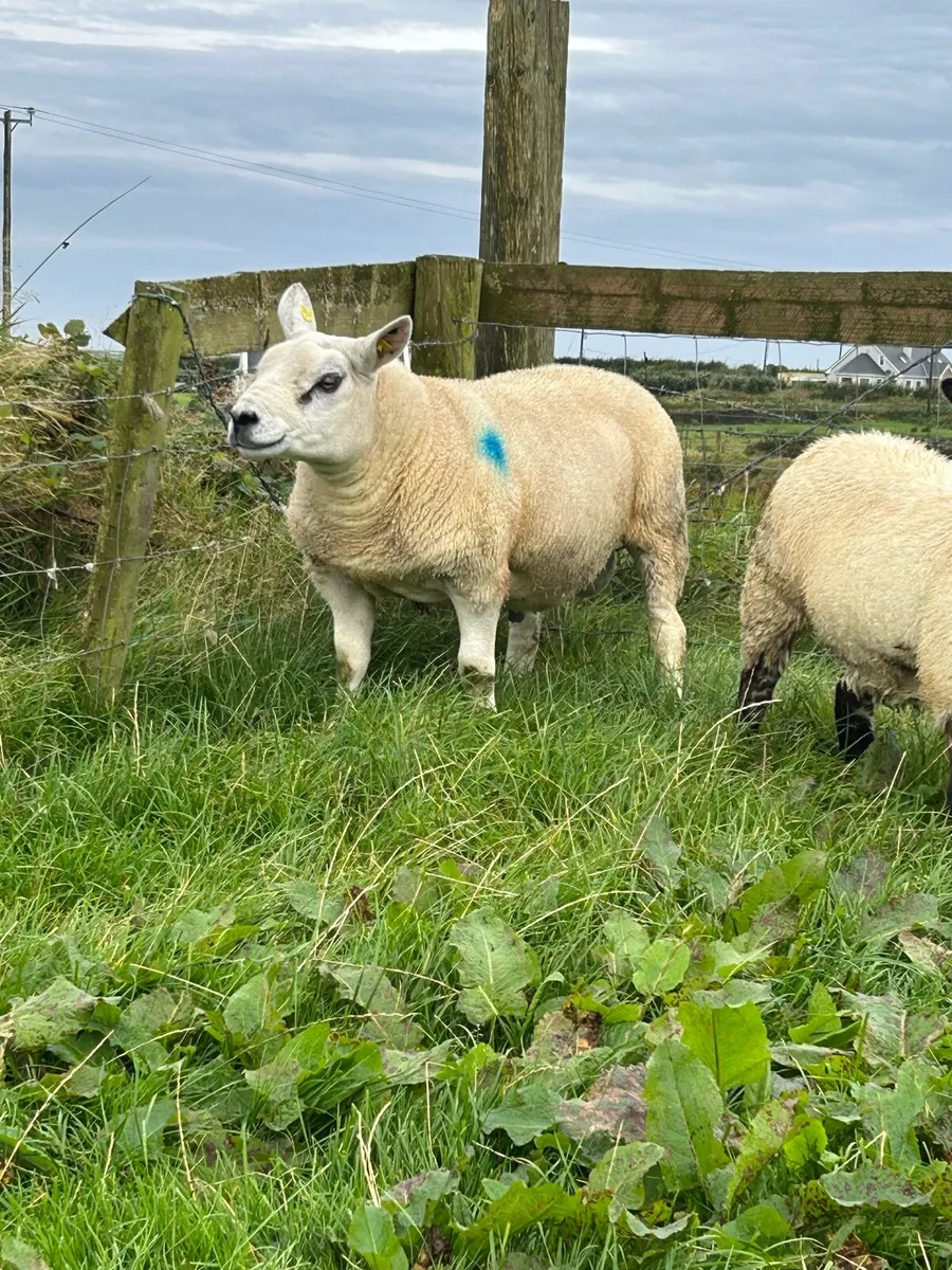 PBNR TEXEL HOGGET RAM - Image 1