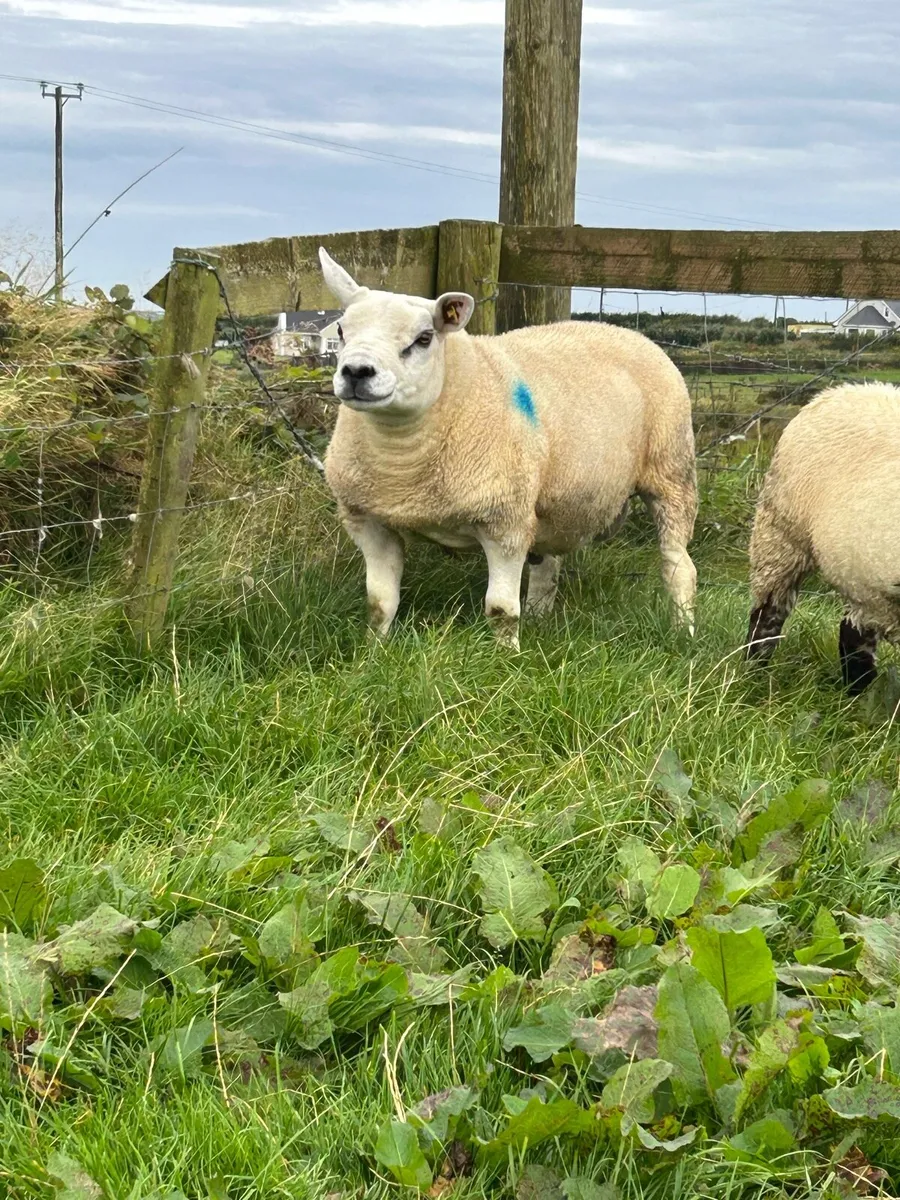 PBNR TEXEL HOGGET RAM - Image 2