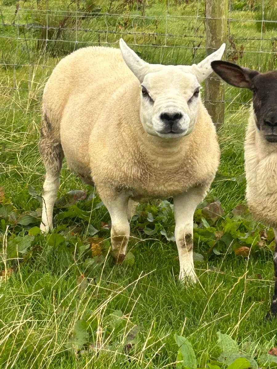 PBNR TEXEL HOGGET RAM - Image 3