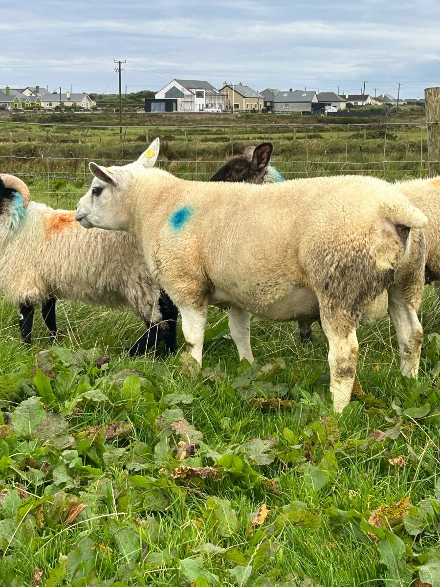 PBNR TEXEL HOGGET RAM - Image 4