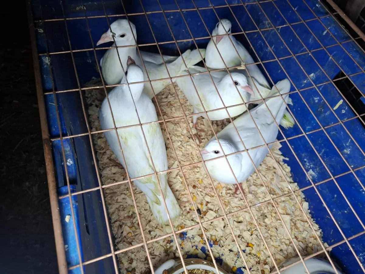 5 WHITE YOUNG PIGEONS- Cork or Kerry - Image 4