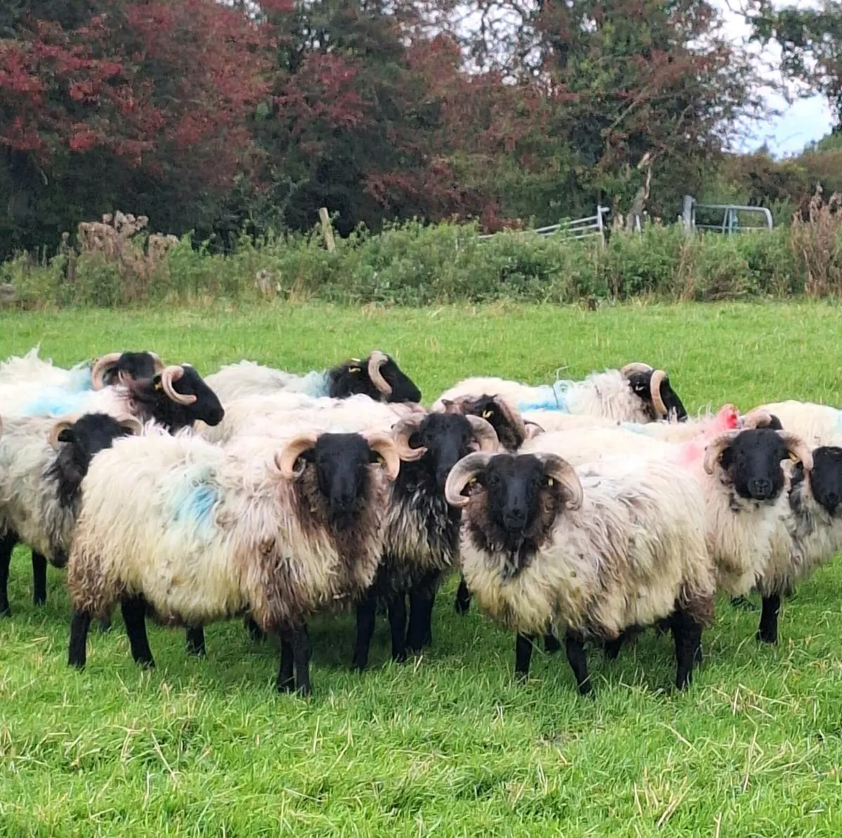 Strong Horned Ram Lambs. - Image 1