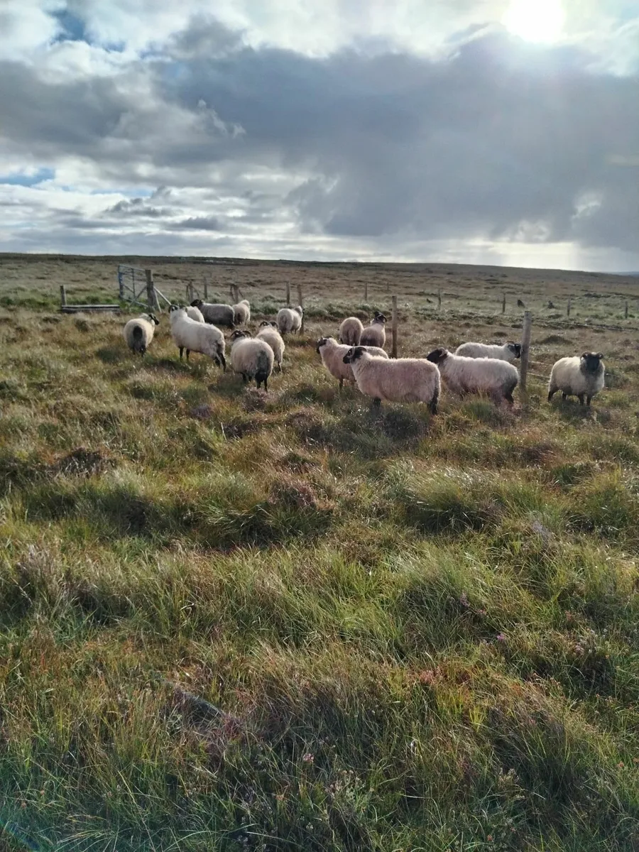 Hoggets - Image 1
