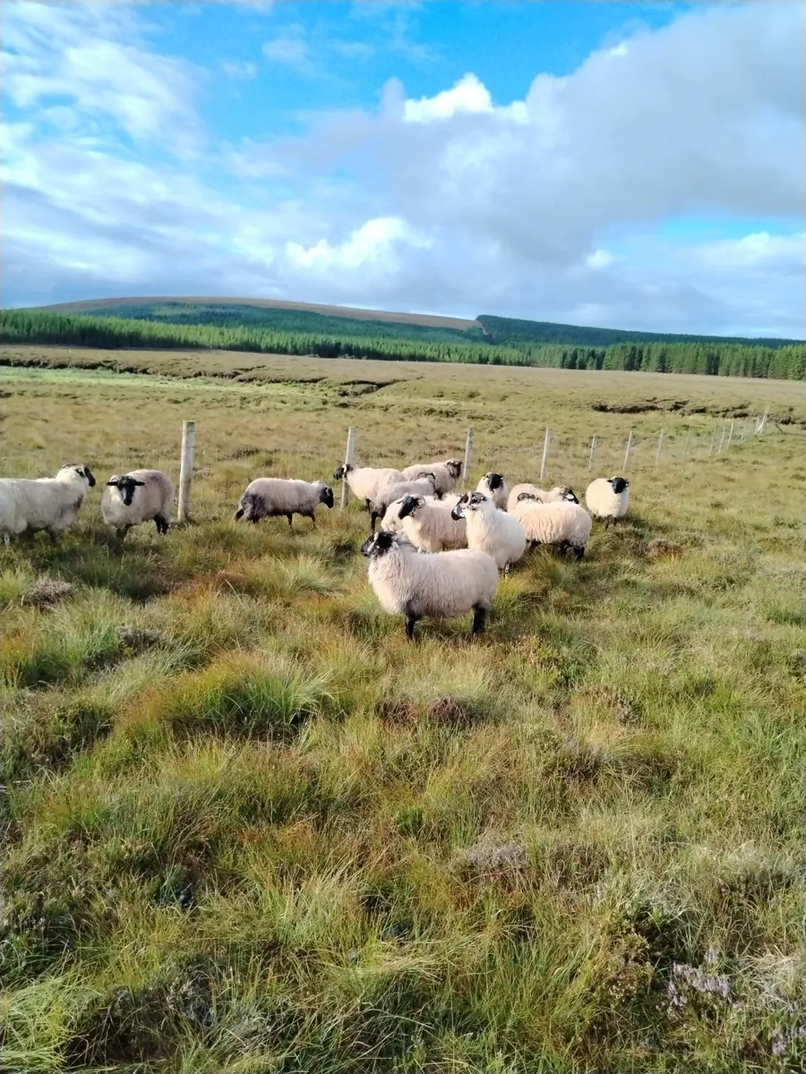 Hoggets - Image 3
