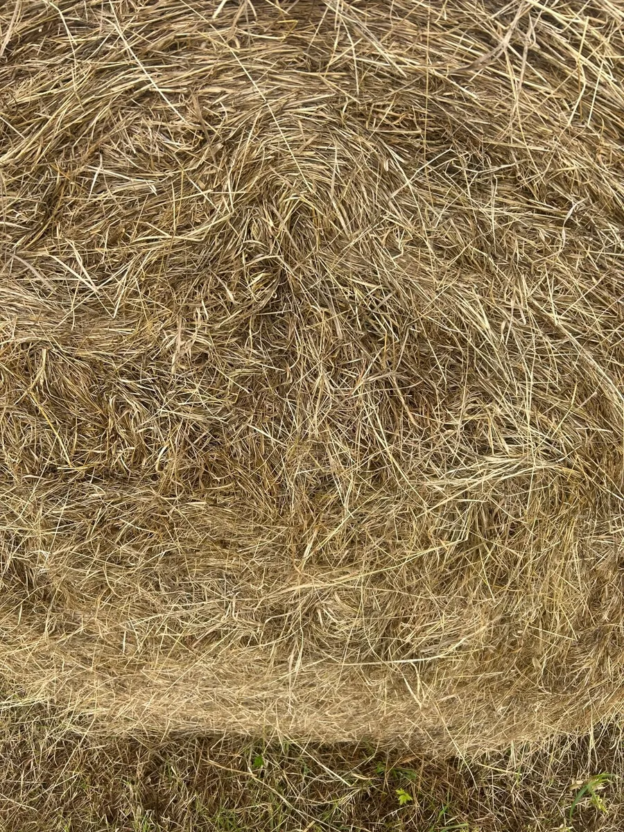 Bales hay - Image 3