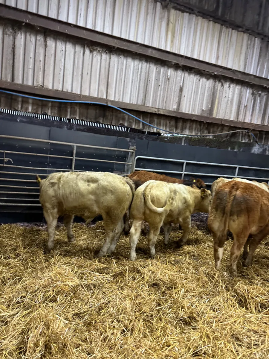Charolais and lim bullocks - Image 2