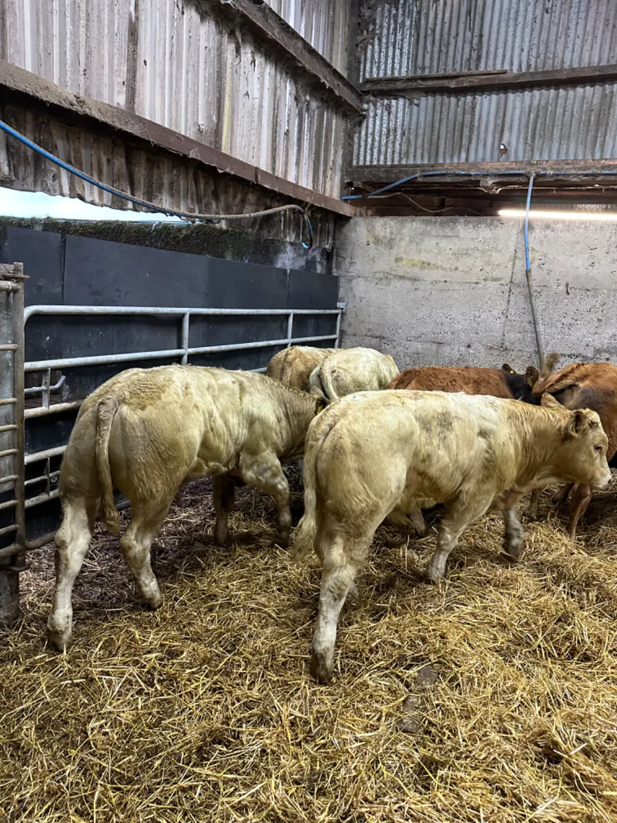 Charolais and lim bullocks - Image 3