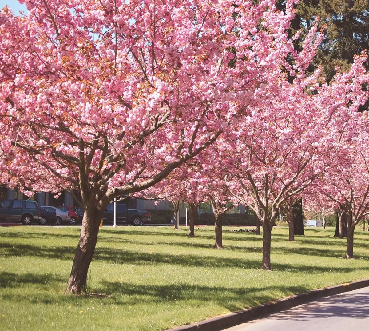 Flowering Cherry Trees 7/8ft  just 30 euro - Image 1