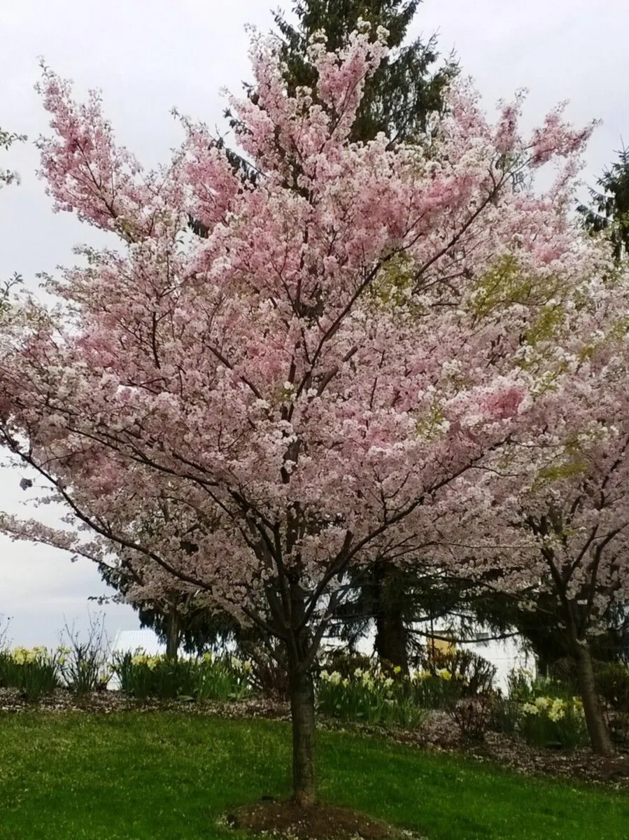 Flowering Cherry Trees 7/8ft  just 30 euro - Image 2