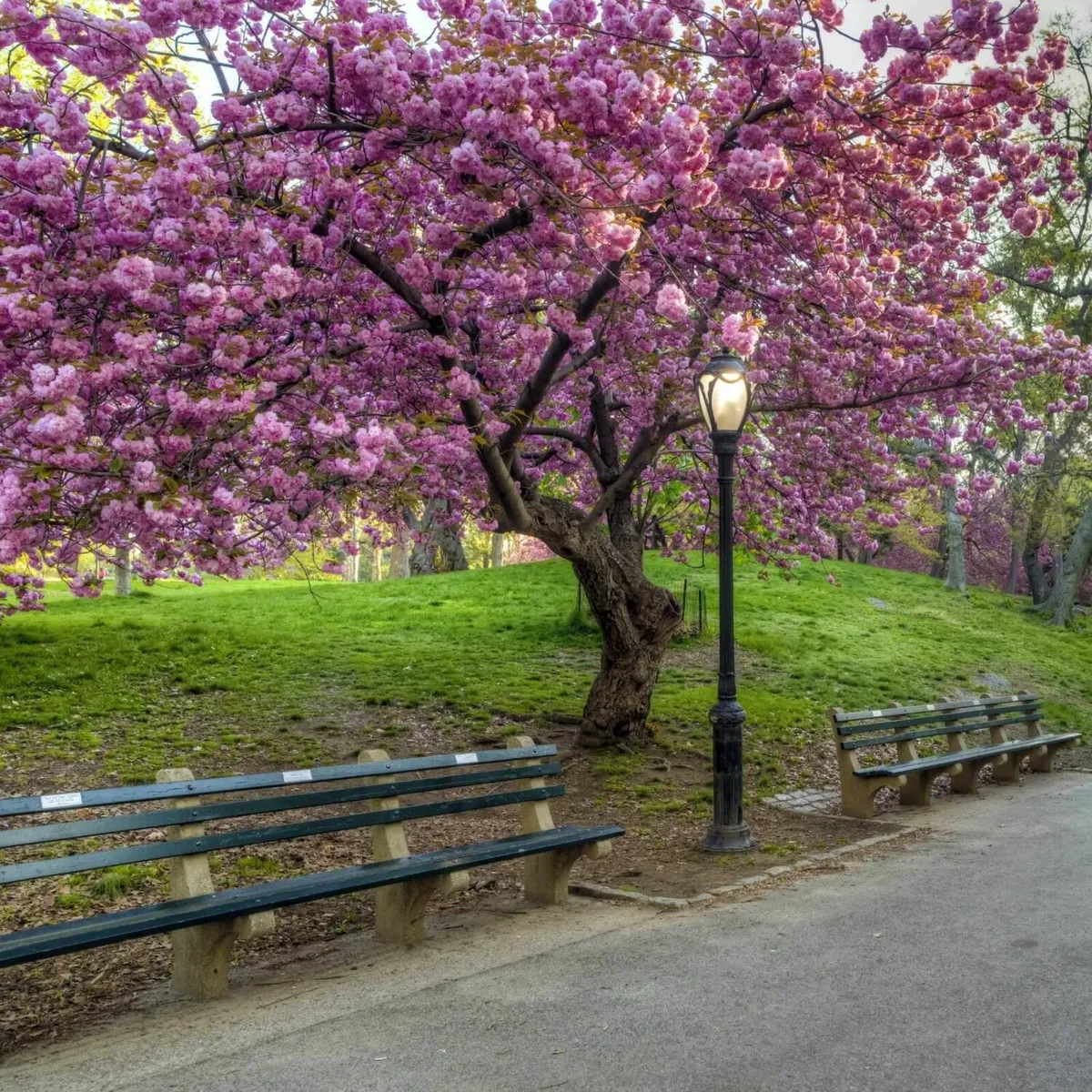 Flowering Cherry Trees 7/8ft  just 30 euro - Image 3