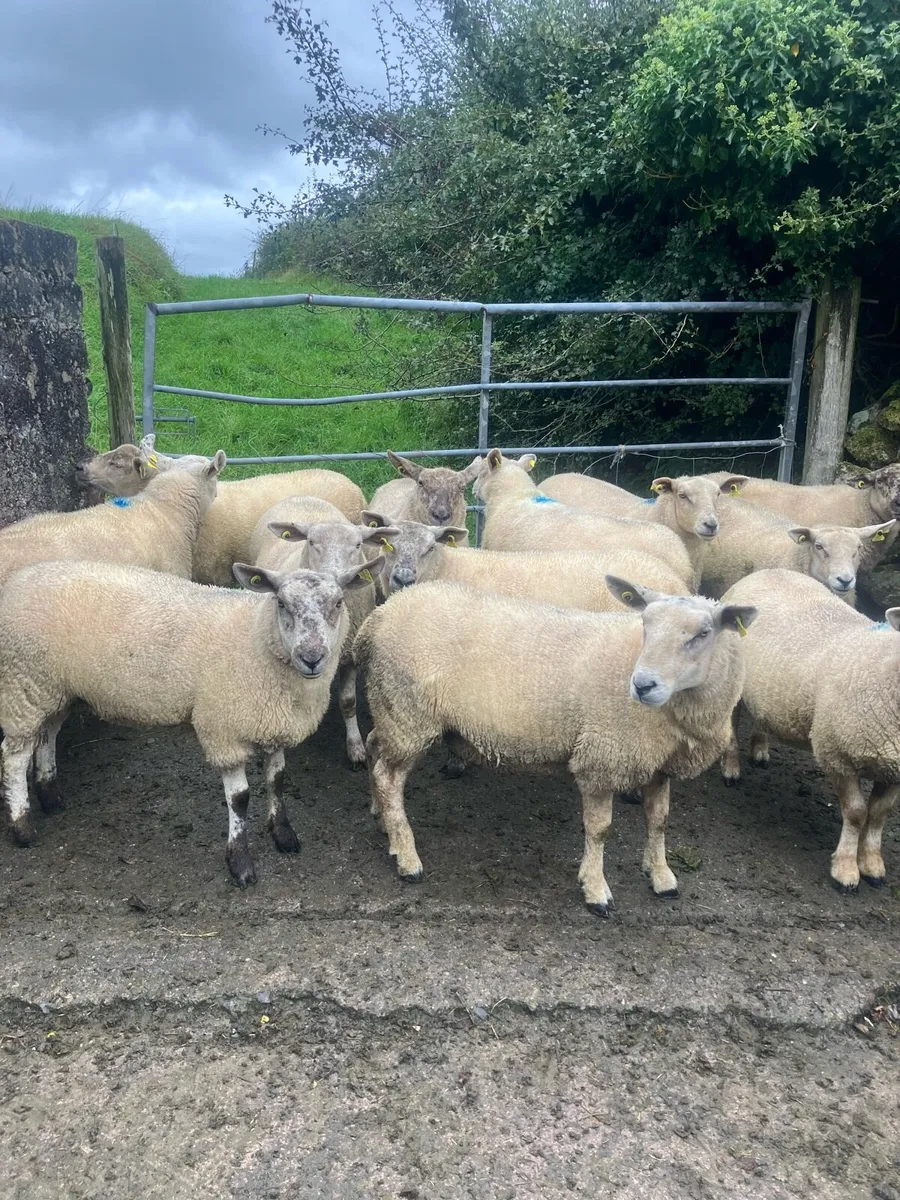 Ewe hoggets - Image 1