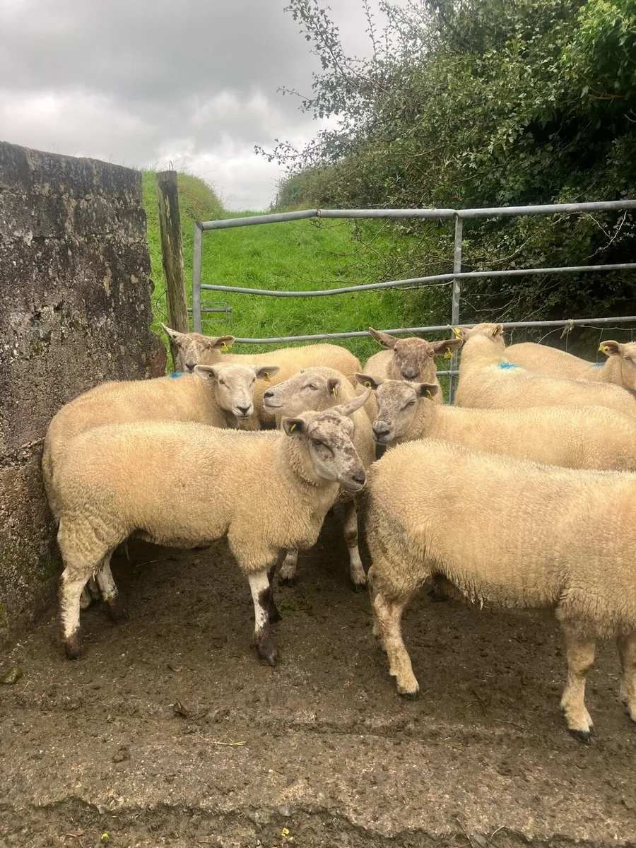 Ewe hoggets - Image 2