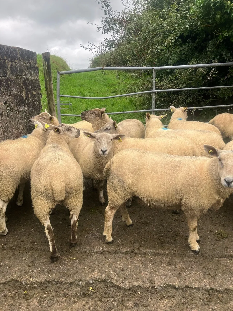 Ewe hoggets - Image 4