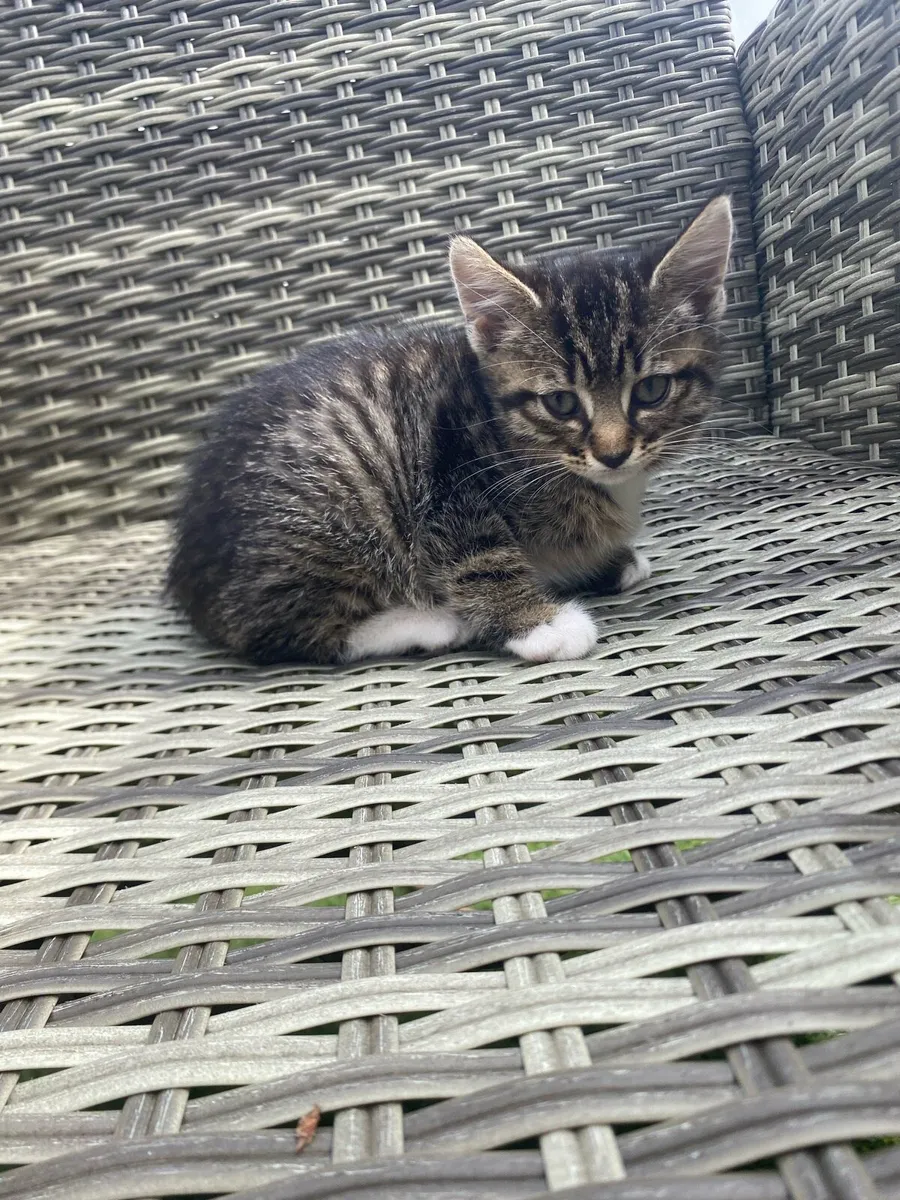 Kittens - Image 1