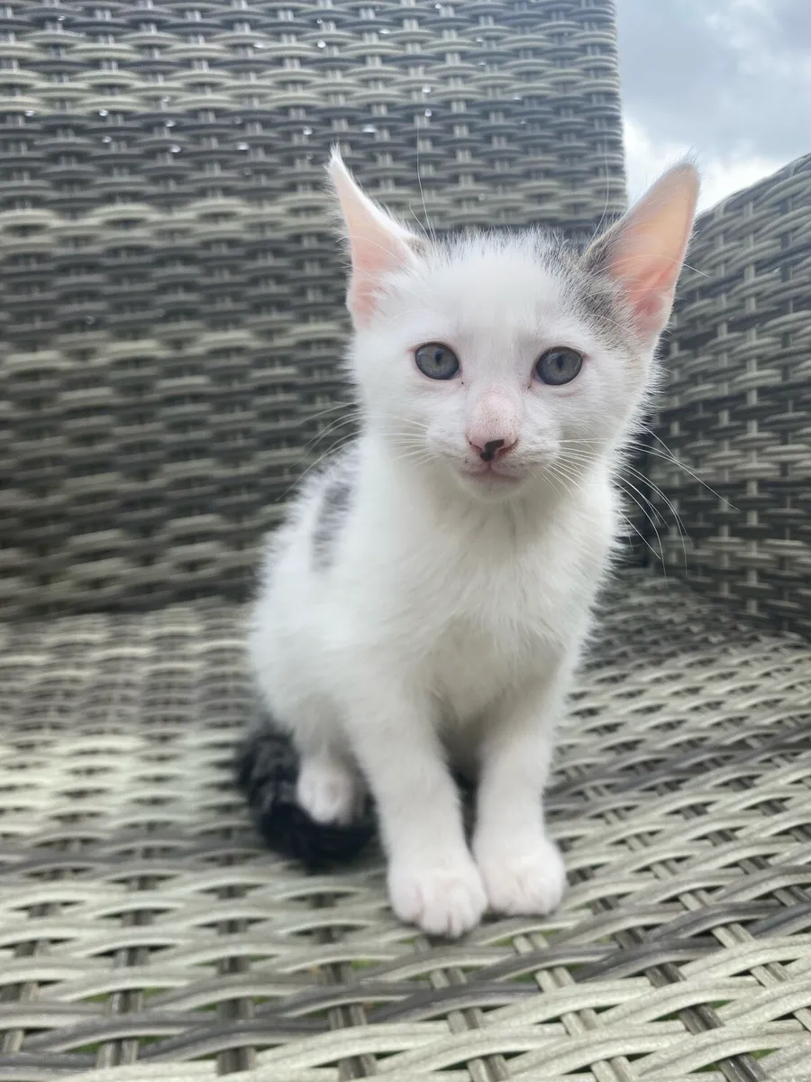 Kittens - Image 2