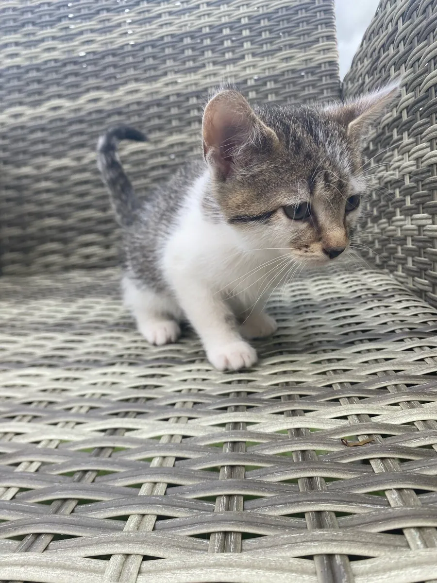 Kittens - Image 3