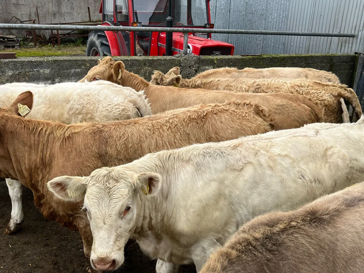 10 Charolais Heifers - Image 1
