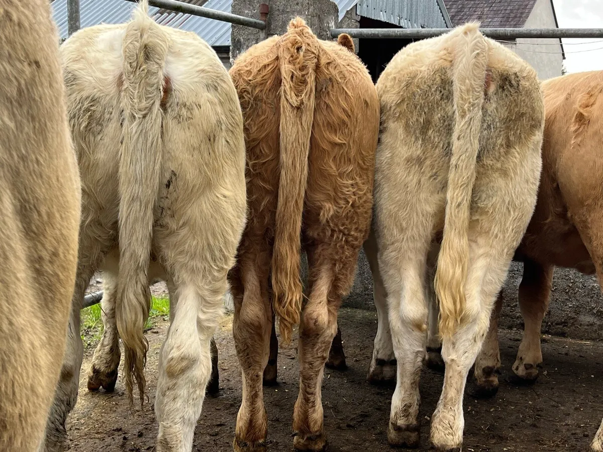 10 Charolais Heifers - Image 2