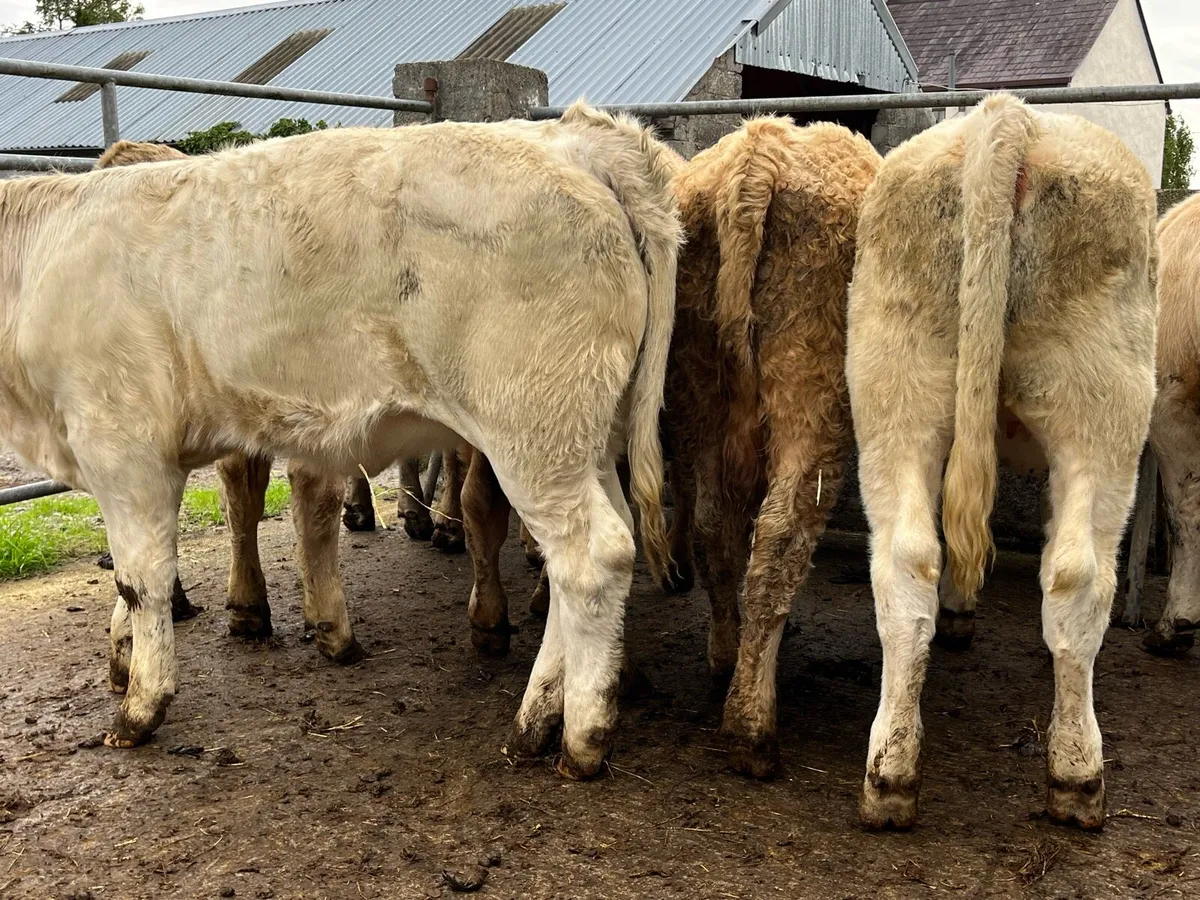 10 Charolais Heifers - Image 3