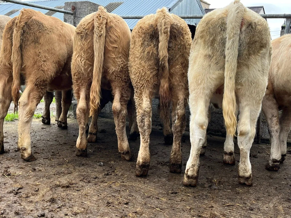10 Charolais Heifers - Image 4