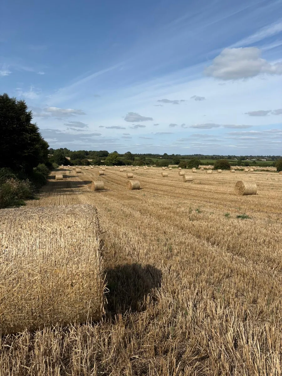 Wheaten straw available bales