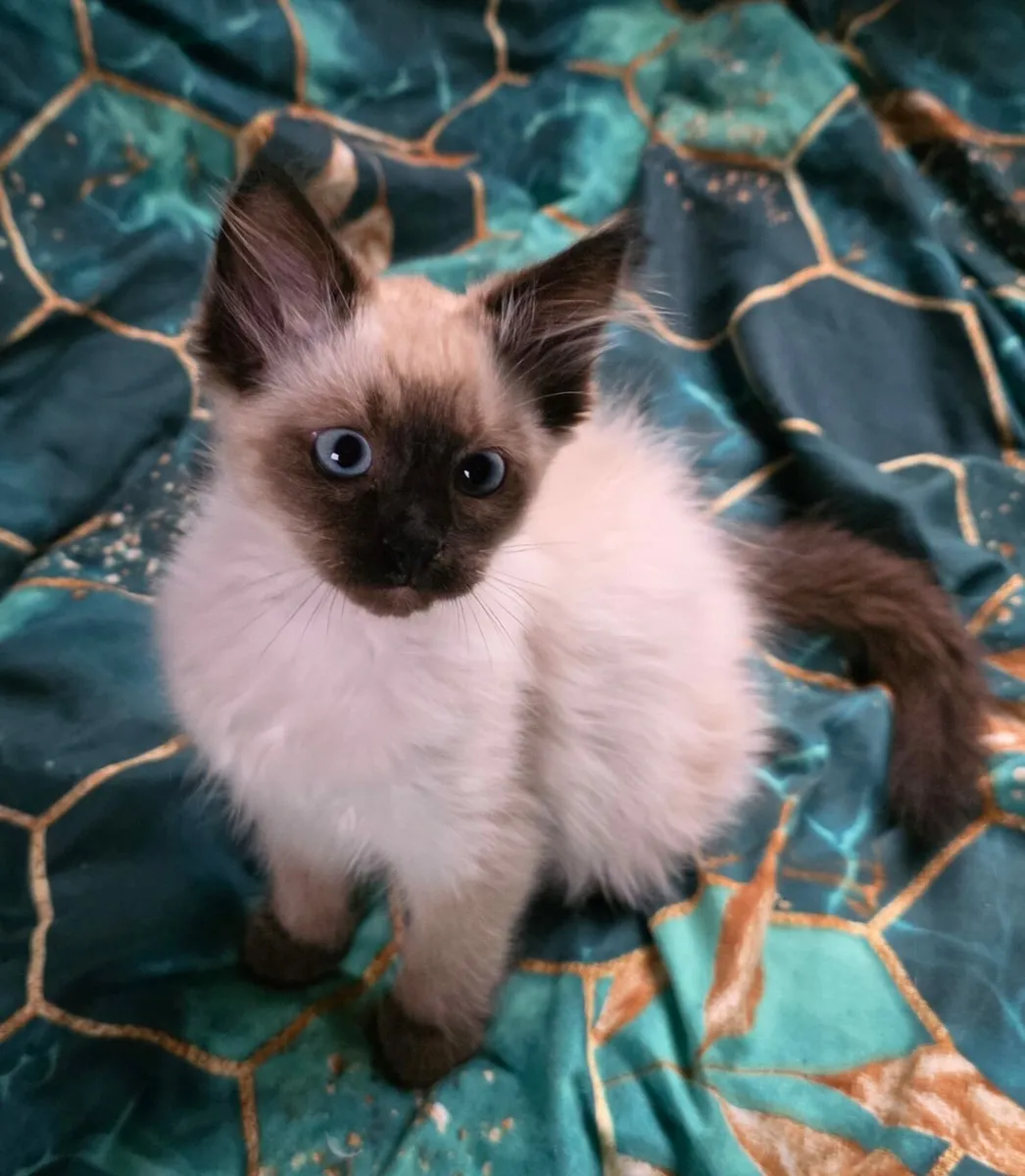 Ragdoll kitten - Image 1