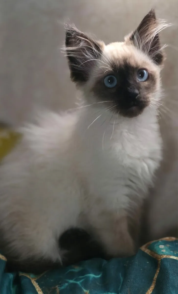 Ragdoll kitten - Image 2